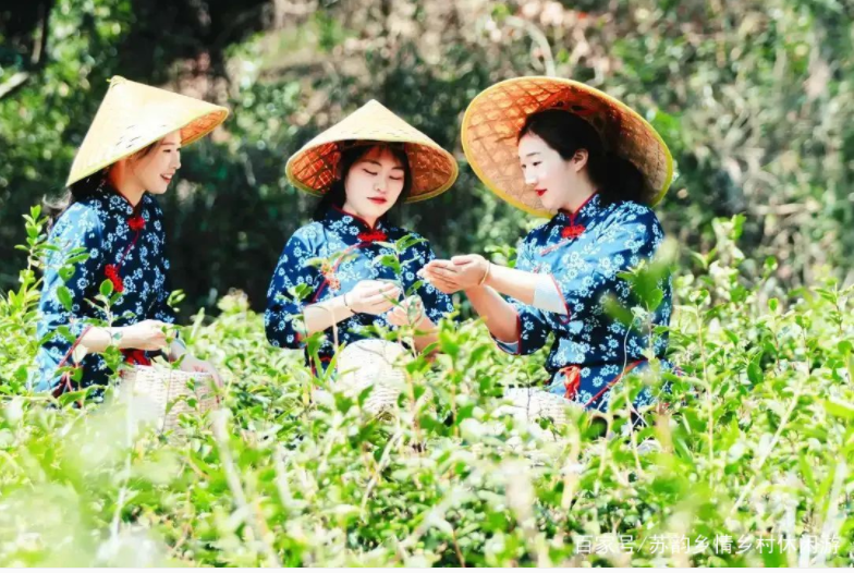 葉葉知春！無(wú)錫毫茶已經(jīng)開采