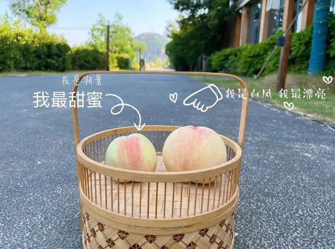 “大白鳳、小湖景”